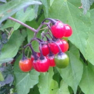 Photographie n°260770 du taxon Solanum dulcamara L. [1753]