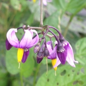 Photographie n°260771 du taxon Solanum dulcamara L. [1753]