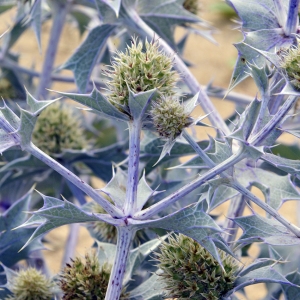 Photographie n°260787 du taxon Eryngium maritimum L. [1753]