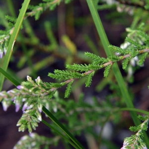 Photographie n°260795 du taxon Calluna vulgaris (L.) Hull