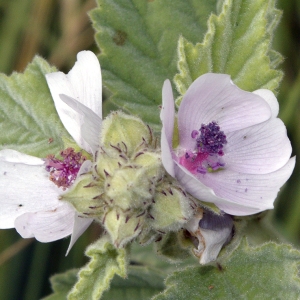 Photographie n°260796 du taxon Althaea officinalis L. [1753]