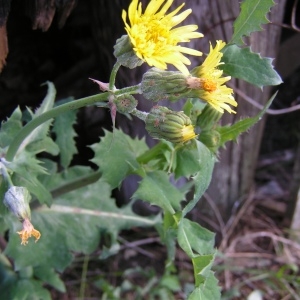 Photographie n°260826 du taxon Sonchus asper subsp. asper