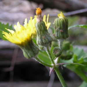 Photographie n°260827 du taxon Sonchus asper subsp. asper