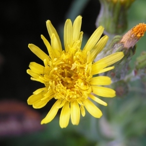 Photographie n°260828 du taxon Sonchus asper subsp. asper