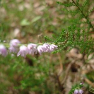 Photographie n°260858 du taxon Calluna vulgaris (L.) Hull