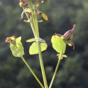 Photographie n°260865 du taxon Hypericum perforatum L. [1753]
