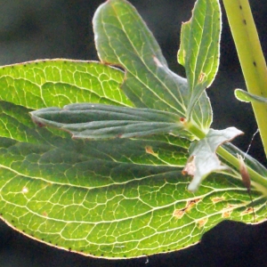 Photographie n°260866 du taxon Hypericum perforatum L. [1753]