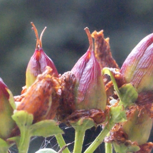 Photographie n°260867 du taxon Hypericum perforatum L. [1753]