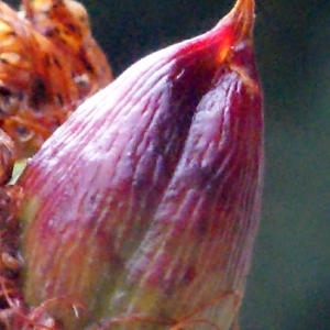 Photographie n°260868 du taxon Hypericum perforatum L. [1753]