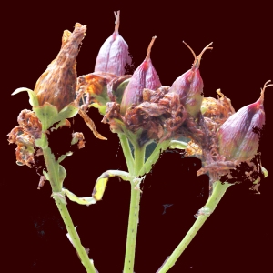 Photographie n°260869 du taxon Hypericum perforatum L. [1753]