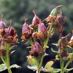 Photographie n°260870 du taxon Hypericum perforatum L. [1753]