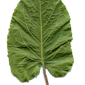 Photographie n°260880 du taxon Rumex alpinus L. [1759]