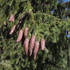 Photographie n°260944 du taxon Picea abies (L.) H.Karst. [1881]