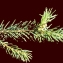  Liliane Roubaudi - Picea abies (L.) H.Karst. [1881]