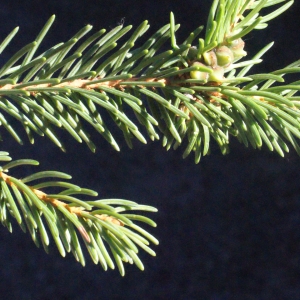 Photographie n°260953 du taxon Picea abies (L.) H.Karst. [1881]
