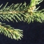  Liliane Roubaudi - Picea abies (L.) H.Karst. [1881]