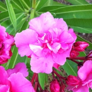 Photographie n°260966 du taxon Nerium oleander L. [1753]