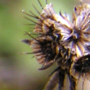 Photographie n°261046 du taxon Scabiosa columbaria subsp. columbaria