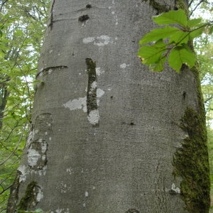 Photographie n°261130 du taxon Fagus sylvatica L. [1753]