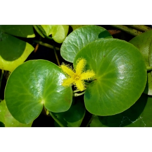 nymphoides thunbergiana.jpg