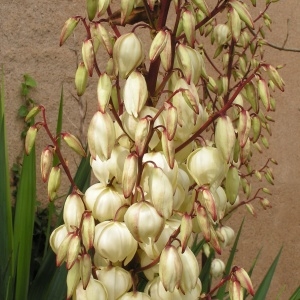 Photographie n°261145 du taxon Yucca gloriosa L. [1753]