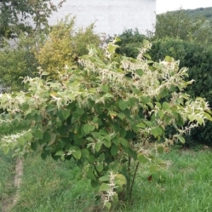 Fallopia sp.