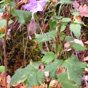 Photographie n°261171 du taxon Nicandra physalodes (L.) Gaertn. [1791]