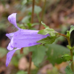 Photographie n°261172 du taxon Nicandra physalodes (L.) Gaertn. [1791]