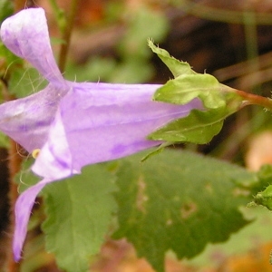 Photographie n°261173 du taxon Nicandra physalodes (L.) Gaertn. [1791]