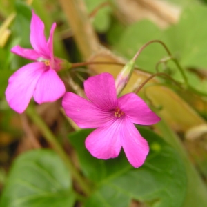 Photographie n°261175 du taxon Oxalis articulata subsp. articulata