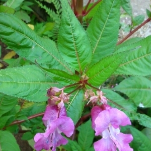 Photographie n°261196 du taxon Impatiens glandulifera Royle