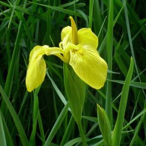 Photographie n°261198 du taxon Iris pseudacorus subsp. acoriformis (Boreau) K.Richt. [1890]