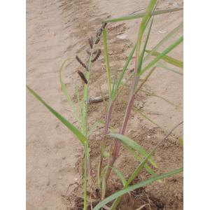 Panicum equitans Hochst. ex A.Rich. (Blé du Dekkan)