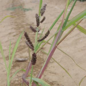  - Echinochloa colona (L.) Link [1833]