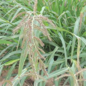 Photographie n°261239 du taxon Echinochloa crus-galli (L.) P.Beauv. [1812]