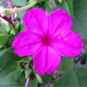 Photographie n°261250 du taxon Mirabilis jalapa L. [1753]