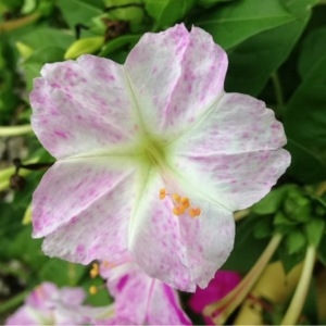 Photographie n°261252 du taxon Mirabilis jalapa L. [1753]