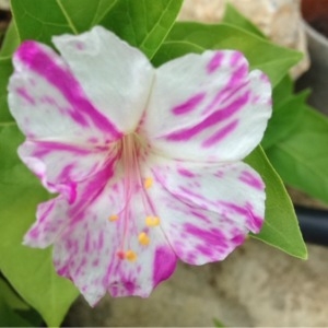 Photographie n°261255 du taxon Mirabilis jalapa L. [1753]