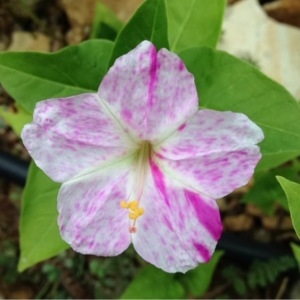 Photographie n°261256 du taxon Mirabilis jalapa L. [1753]