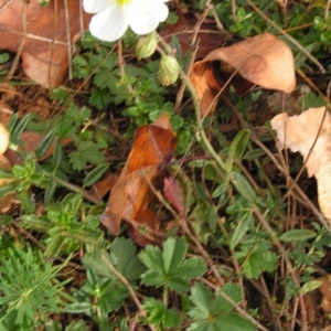 Photographie n°261280 du taxon Helianthemum apenninum subsp. apenninum