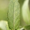  John De Vos - Mentha longifolia (L.) Huds.