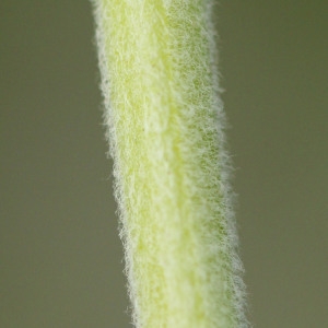  - Mentha longifolia (L.) Huds. [1762]