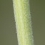  John De Vos - Mentha longifolia (L.) Huds. [1762]