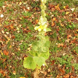 Photographie n°261320 du taxon Verbascum thapsus subsp. thapsus