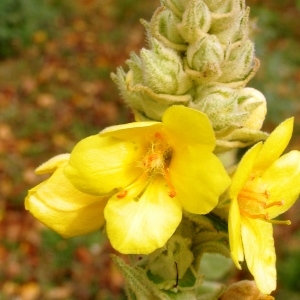  - Verbascum thapsus subsp. thapsus