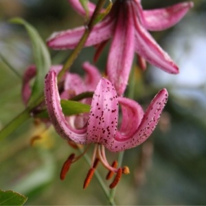 Photographie n°261352 du taxon Lilium martagon L.