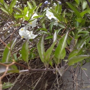 Photographie n°261355 du taxon Solanum jasminoides Paxton [1841]