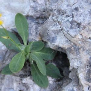 Photographie n°261365 du taxon Pilosella Vaill. [1754]