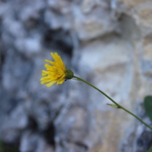 Photographie n°261366 du taxon Pilosella Vaill. [1754]