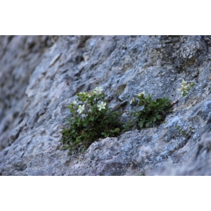 Potentilla caulescens subsp. petiolulata (Gaudin) Nyman (Potentille pétiolulée)